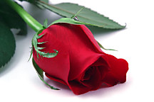 Obraz Ruža z lásky 1782